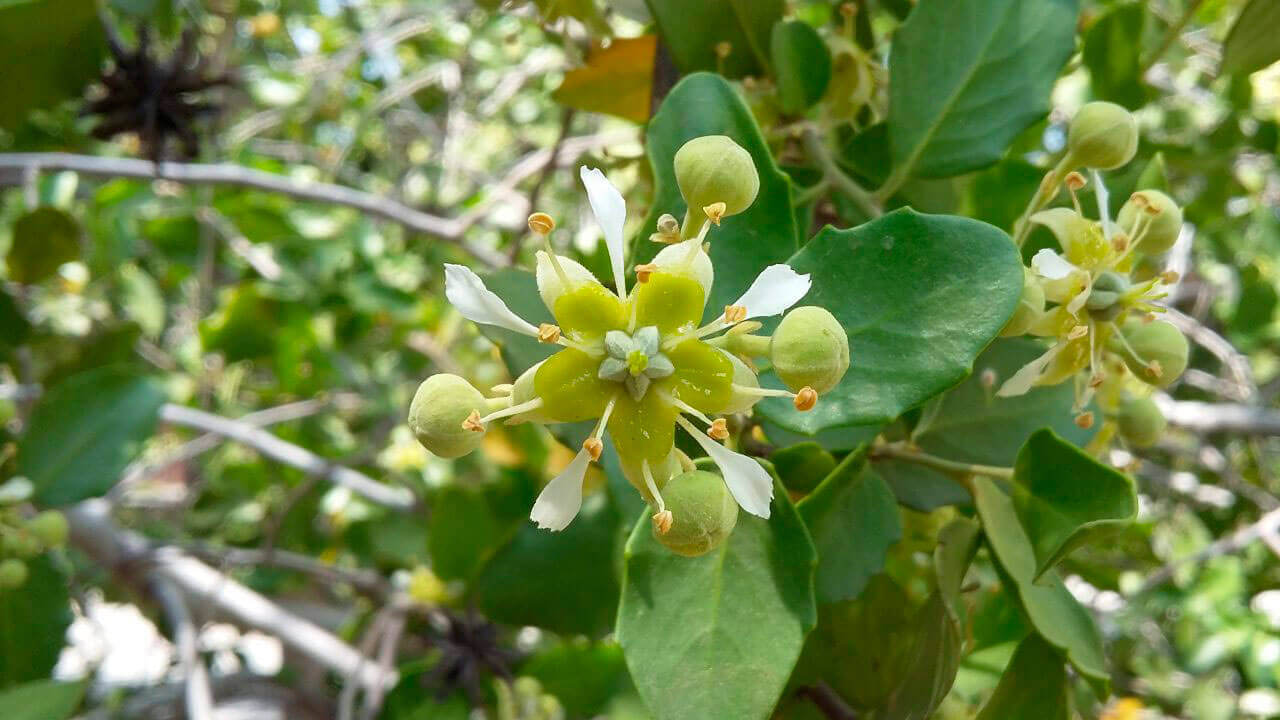 Quillay, árbol nativo de Chile